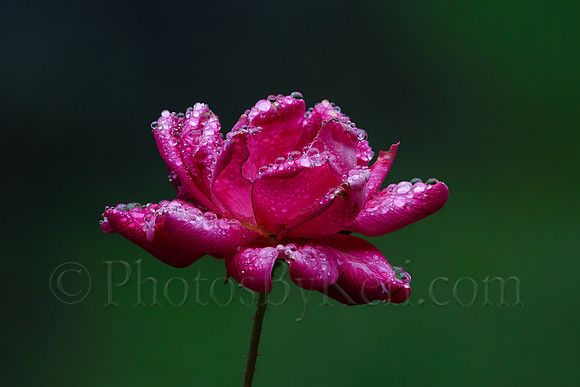 Rosy Raindrops