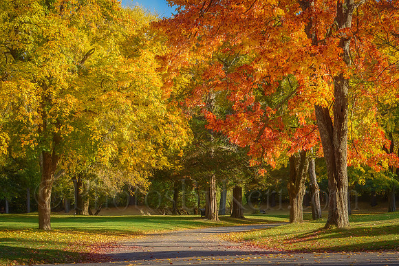 Autumn Stroll