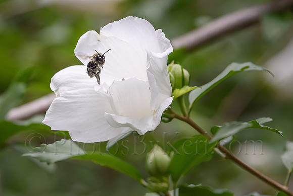 Bee Dance