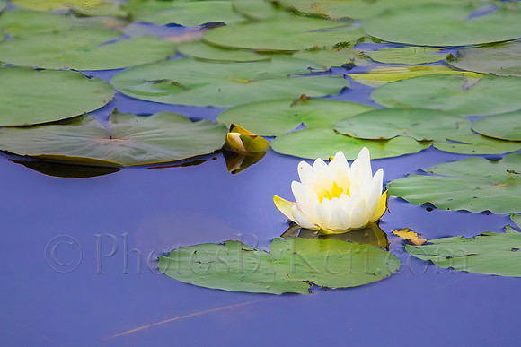 Waterlily