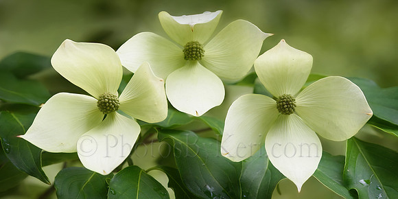Dogwood Trio