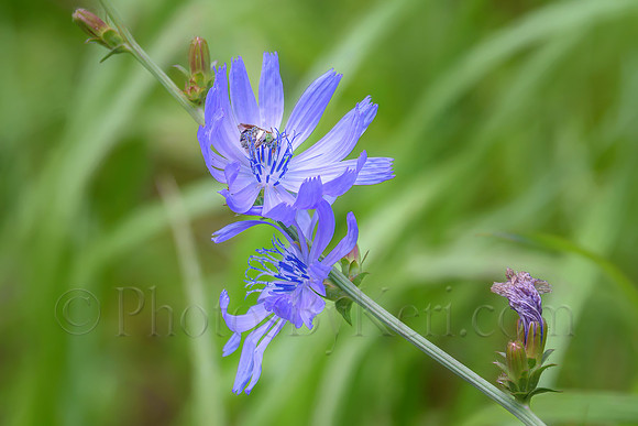 Chicory And The Bee