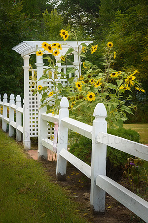 Sunflower Welcome