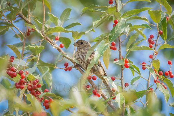 Finch And Berries
