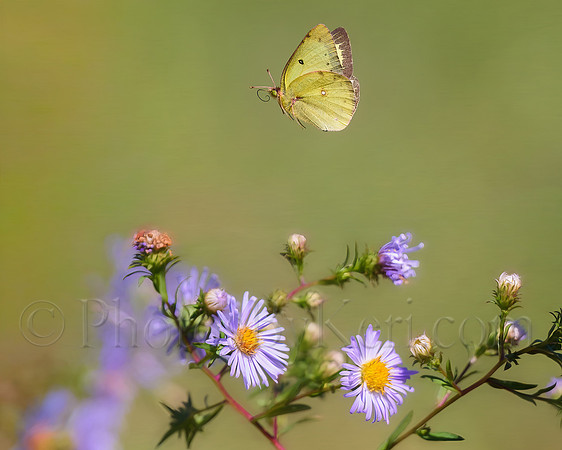 In Flight