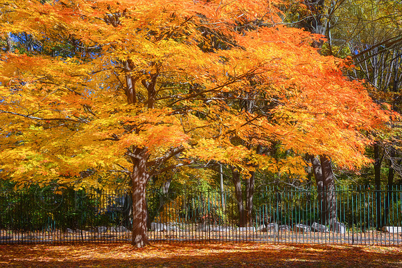 Autumn Canopy