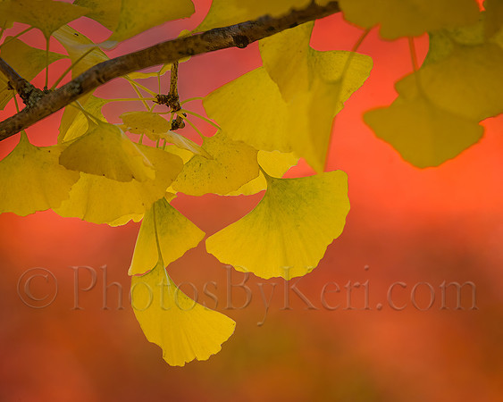 Red And Gold