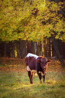 Autumn Moooves Me