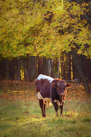 Autumn Moooves Me