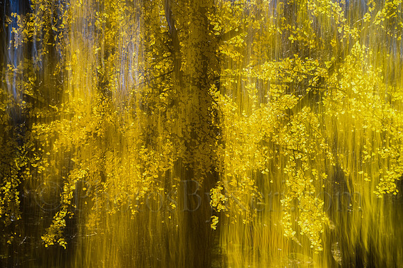 Autumn Dream