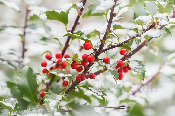 Berry Cold
