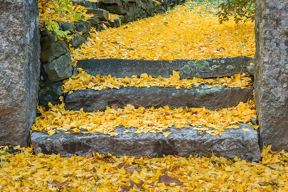 Golden Steps