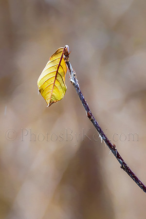 Last Leaf