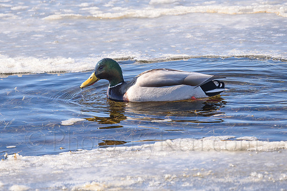 Ice Ice Ducky