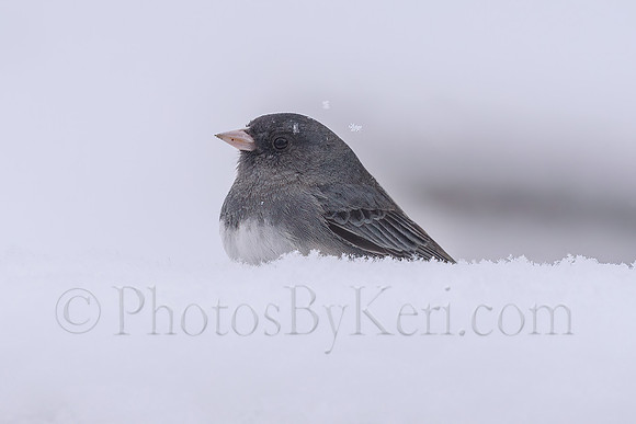 Junco In The Snow