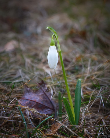 Snowdrop