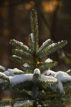 On The Tree Top