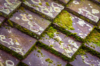 Moss And Lichen