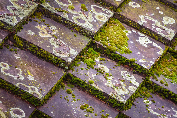 Moss And Lichen