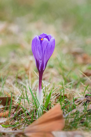 First Crocus