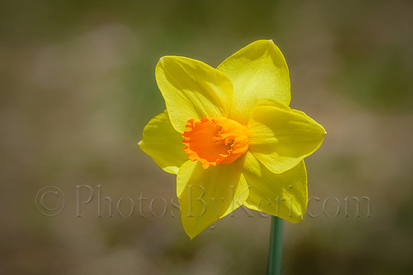 Daffodil Days