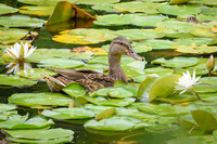 Swimming Through The Lilies