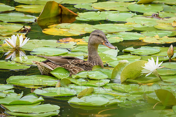 Swimming Through The Lilies