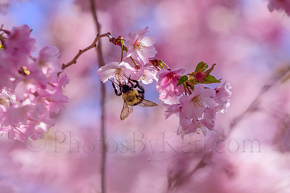 The Cherry Bee
