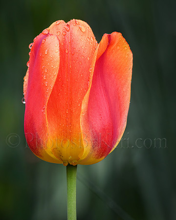 Sunset In A Tulip