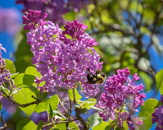 Lilac Buzz