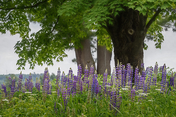 Lupine Respite