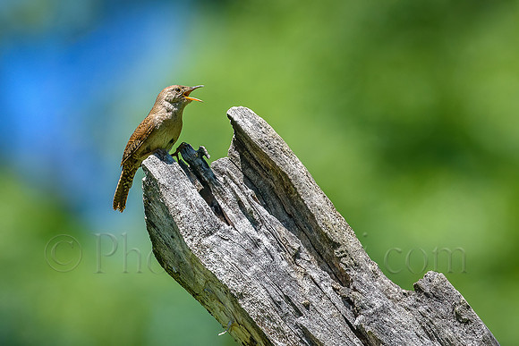 Singing Wren