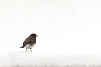 Junco In The Snow