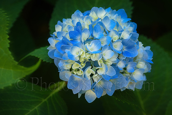 Blue