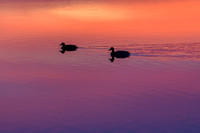 Sunset Swim