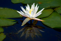 Reflection of a Lily