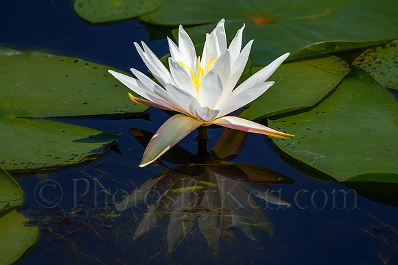 Reflection of a Lily