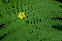 Fern's Surprise