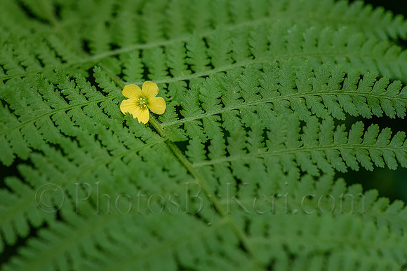 Fern's Surprise