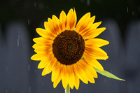 Sunshine In The Rain