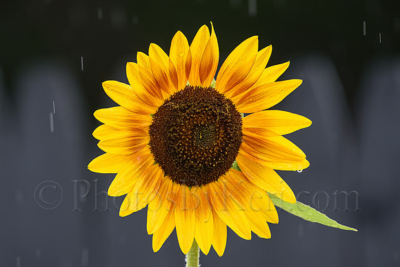 Sunshine In The Rain