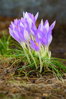 Crocus Bouquet