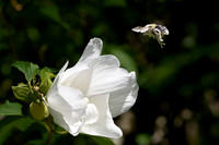 Bee's Heaven