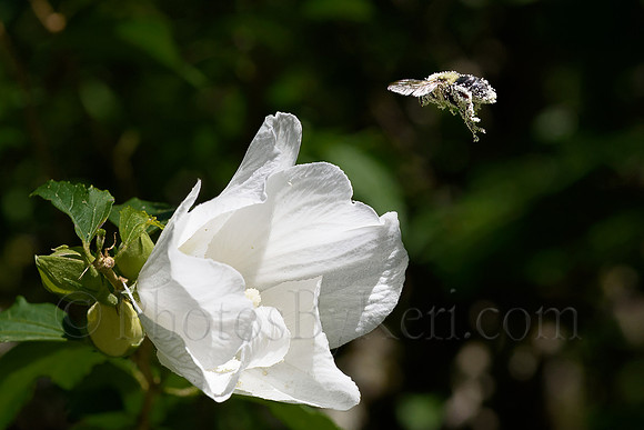 Bee's Heaven