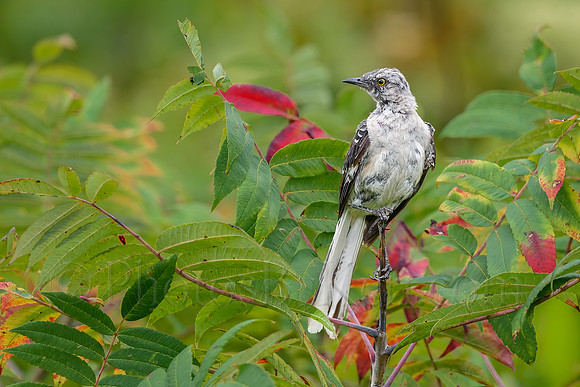 Mockingbird