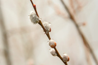 Fuzzy Raindrops
