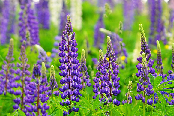 Sugar Hill Lupines