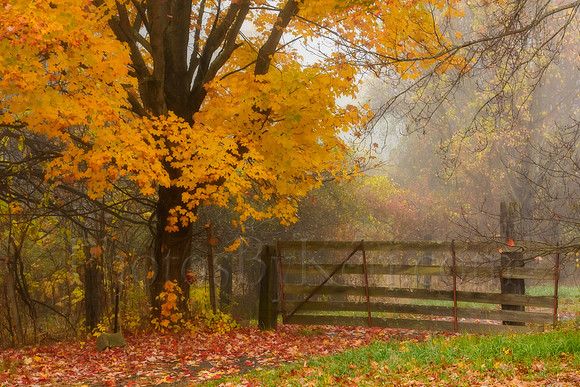 Foggy Foliage