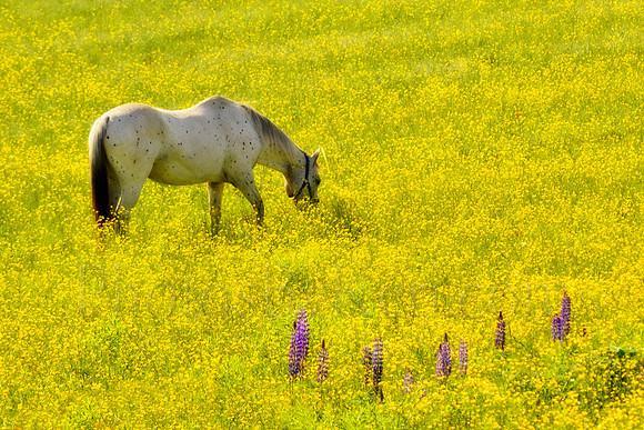 Wildflower Snacks