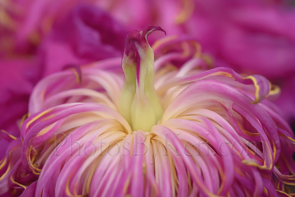 Floral Firework